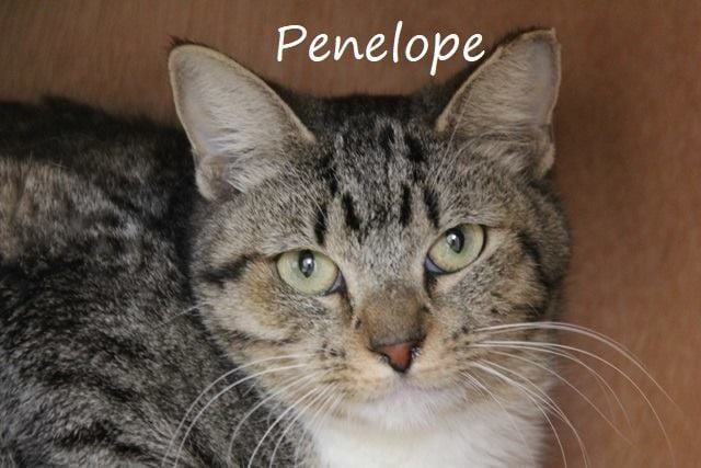 Adopt a friend: Penelope